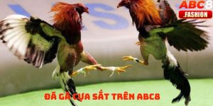 Đá gà cựa sắt trên ABC8