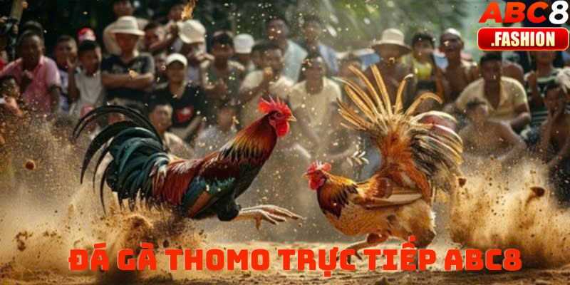 Đá gà trực tiếp thomo ABC8