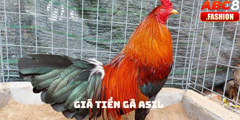 Giá tiền gà Asil