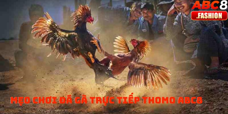 Mẹo chơi đá gà trực tiếp thomo