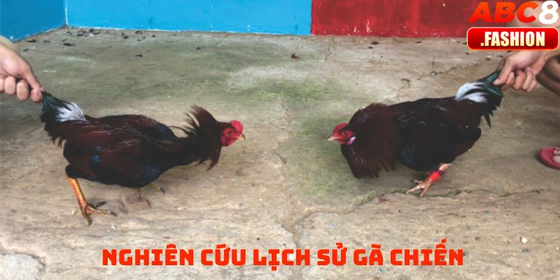 Nghiên cứu lịch sử gà chiến