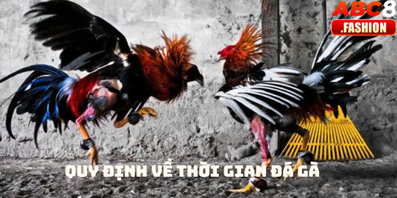 Quy định về thơi gian đá gà